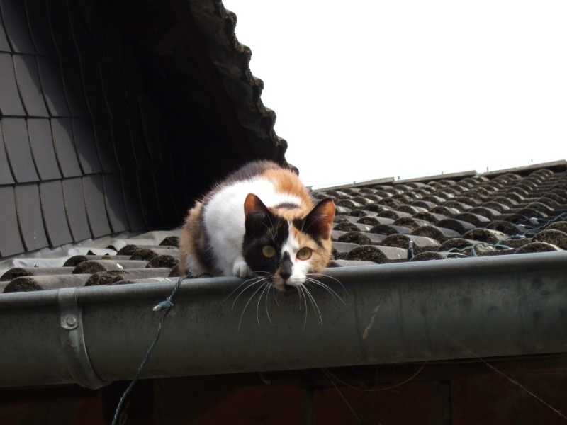 Ostern 2007 Orleshausen 010 